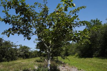 Florida Farmers Adopt Ancient Indian Pongamia Trees to Replace Declining Citrus Crops, Offering Sustainable Biofuel and Plant-Based Proteins