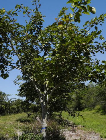 Florida Farmers Adopt Ancient Indian Pongamia Trees to Replace Declining Citrus Crops, Offering Sustainable Biofuel and Plant-Based Proteins