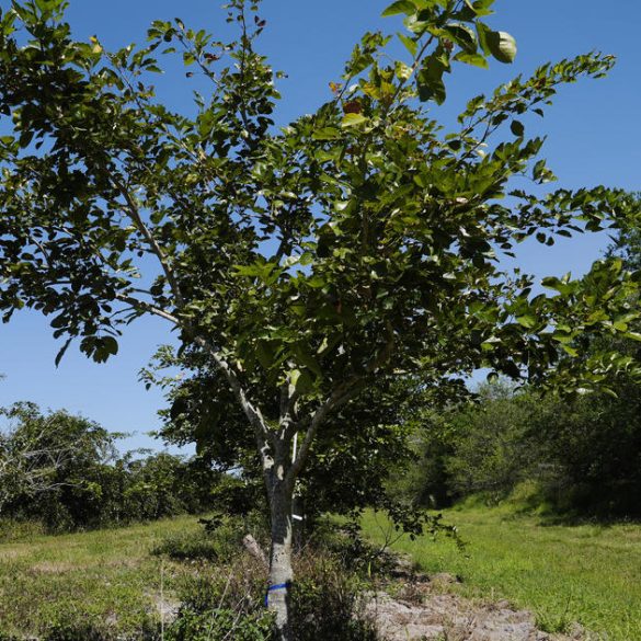 Florida Farmers Adopt Ancient Indian Pongamia Trees to Replace Declining Citrus Crops, Offering Sustainable Biofuel and Plant-Based Proteins