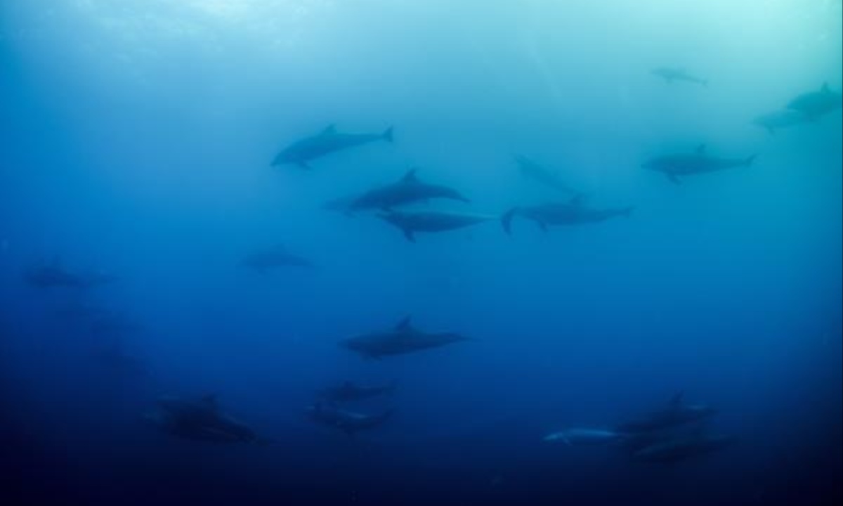 Galapagos Faces Rising Threats from Climate Change and Invasive Species