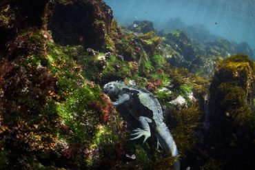 Galapagos Faces Rising Threats from Climate Change and Invasive Species