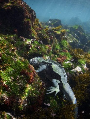 Galapagos Faces Rising Threats from Climate Change and Invasive Species