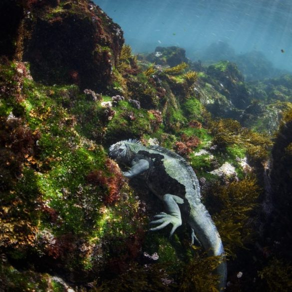 Galapagos Faces Rising Threats from Climate Change and Invasive Species