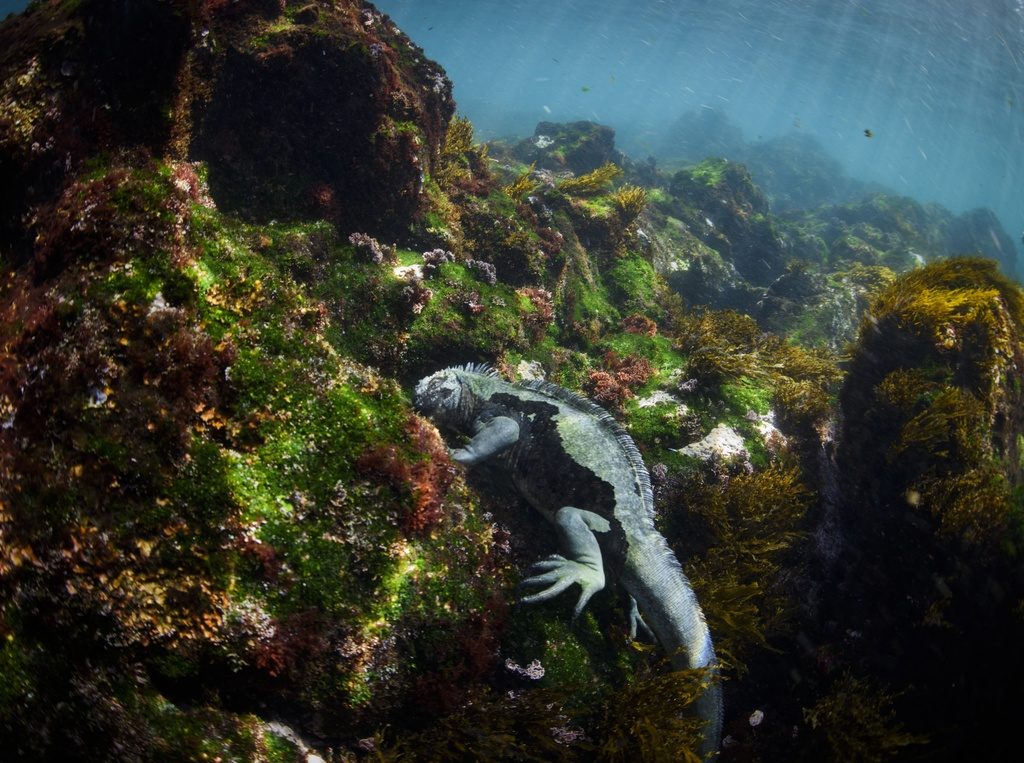 Galapagos Faces Rising Threats from Climate Change and Invasive Species