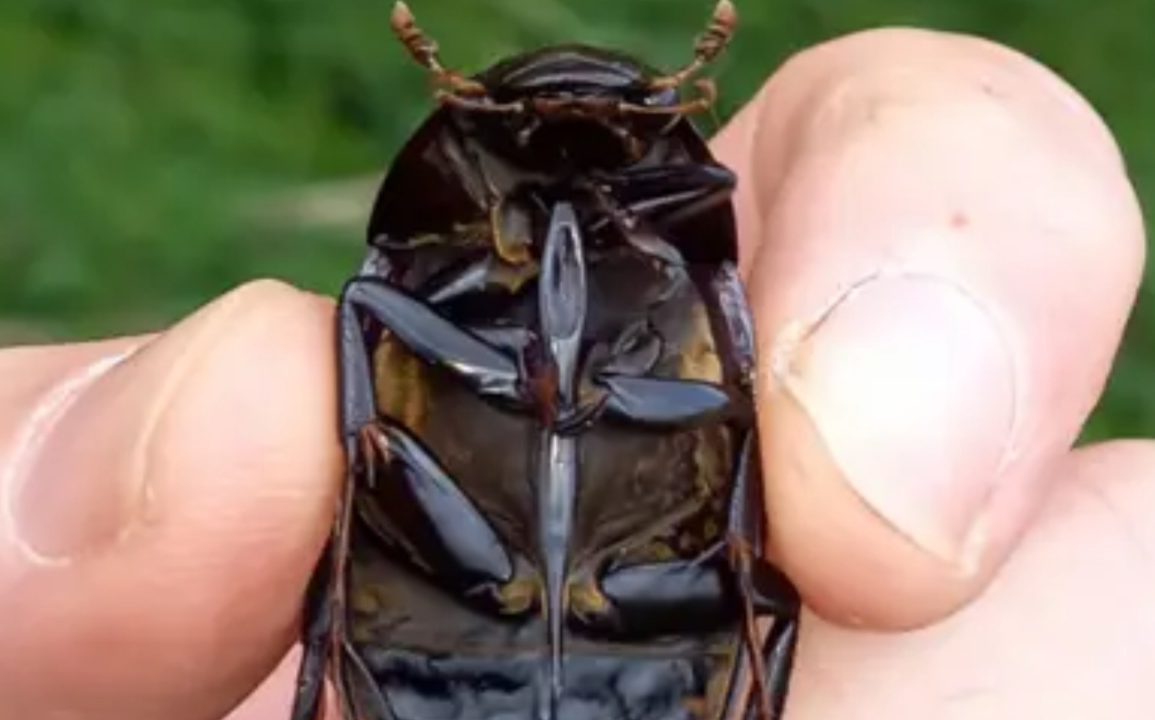 Great Silver Water Beetle Found in Cambridgeshire