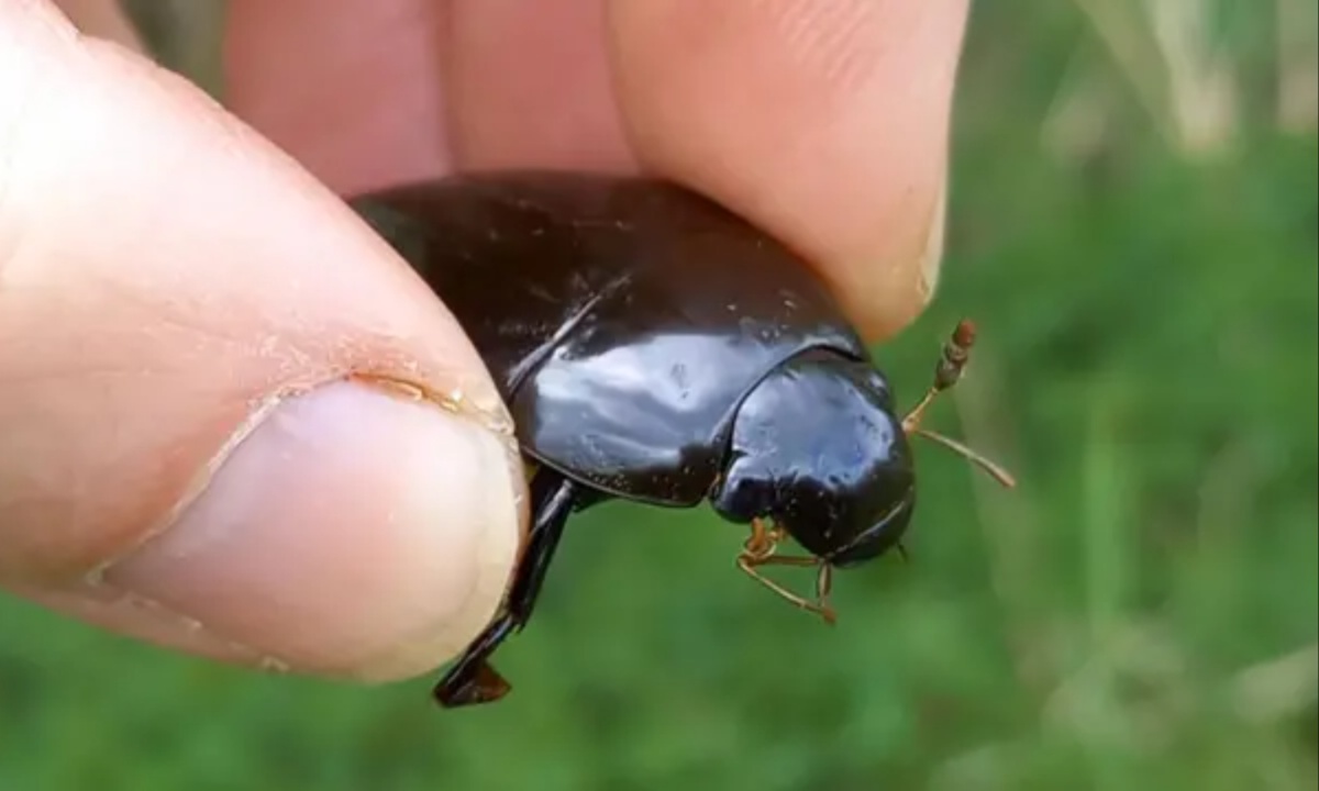 Great Silver Water Beetle Found in Cambridgeshire