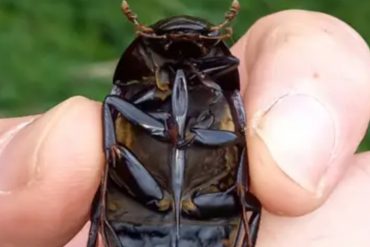 Great Silver Water Beetle Found in Cambridgeshire