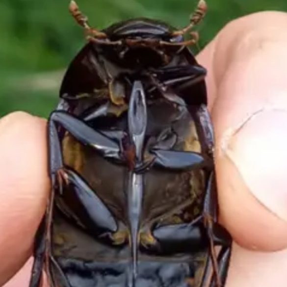 Great Silver Water Beetle Found in Cambridgeshire