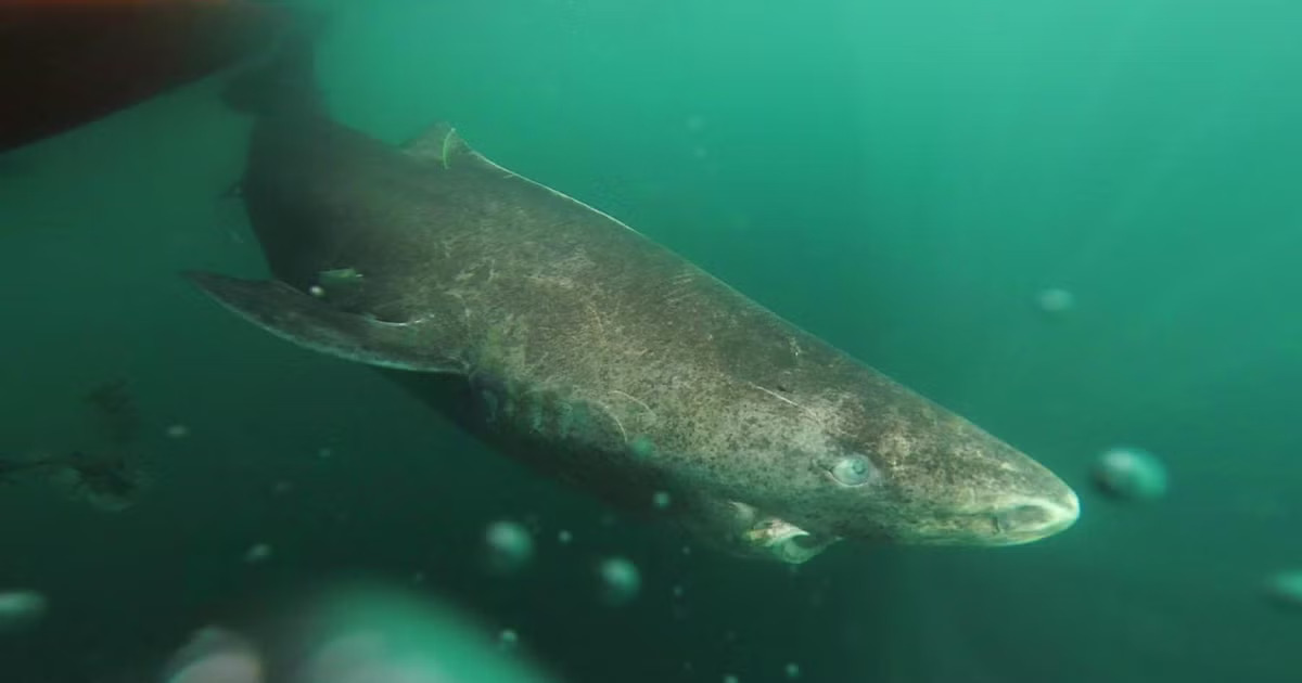 Greenland Shark’s Longevity Secret Revealed as Constant Metabolic Rate Offers Clues to Anti-Aging