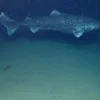 Greenland Shark’s Longevity Secret Revealed as Constant Metabolic Rate Offers Clues to Anti-Aging