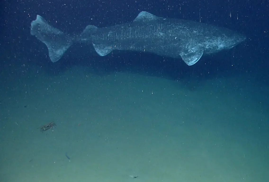 Greenland Shark’s Longevity Secret Revealed as Constant Metabolic Rate Offers Clues to Anti-Aging