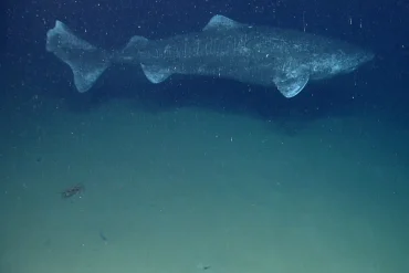 Greenland Shark’s Longevity Secret Revealed as Constant Metabolic Rate Offers Clues to Anti-Aging