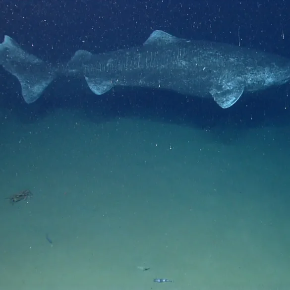 Greenland Shark’s Longevity Secret Revealed as Constant Metabolic Rate Offers Clues to Anti-Aging