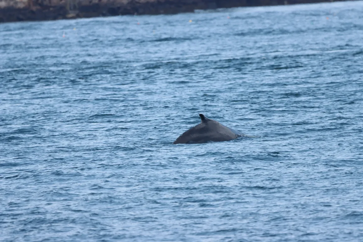 Humpback Whale Thrills Boaters in Piscataqua River Near Portsmouth and New Castle