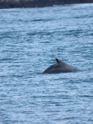 Humpback Whale Thrills Boaters in Piscataqua River Near Portsmouth and New Castle