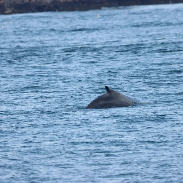 Humpback Whale Thrills Boaters in Piscataqua River Near Portsmouth and New Castle