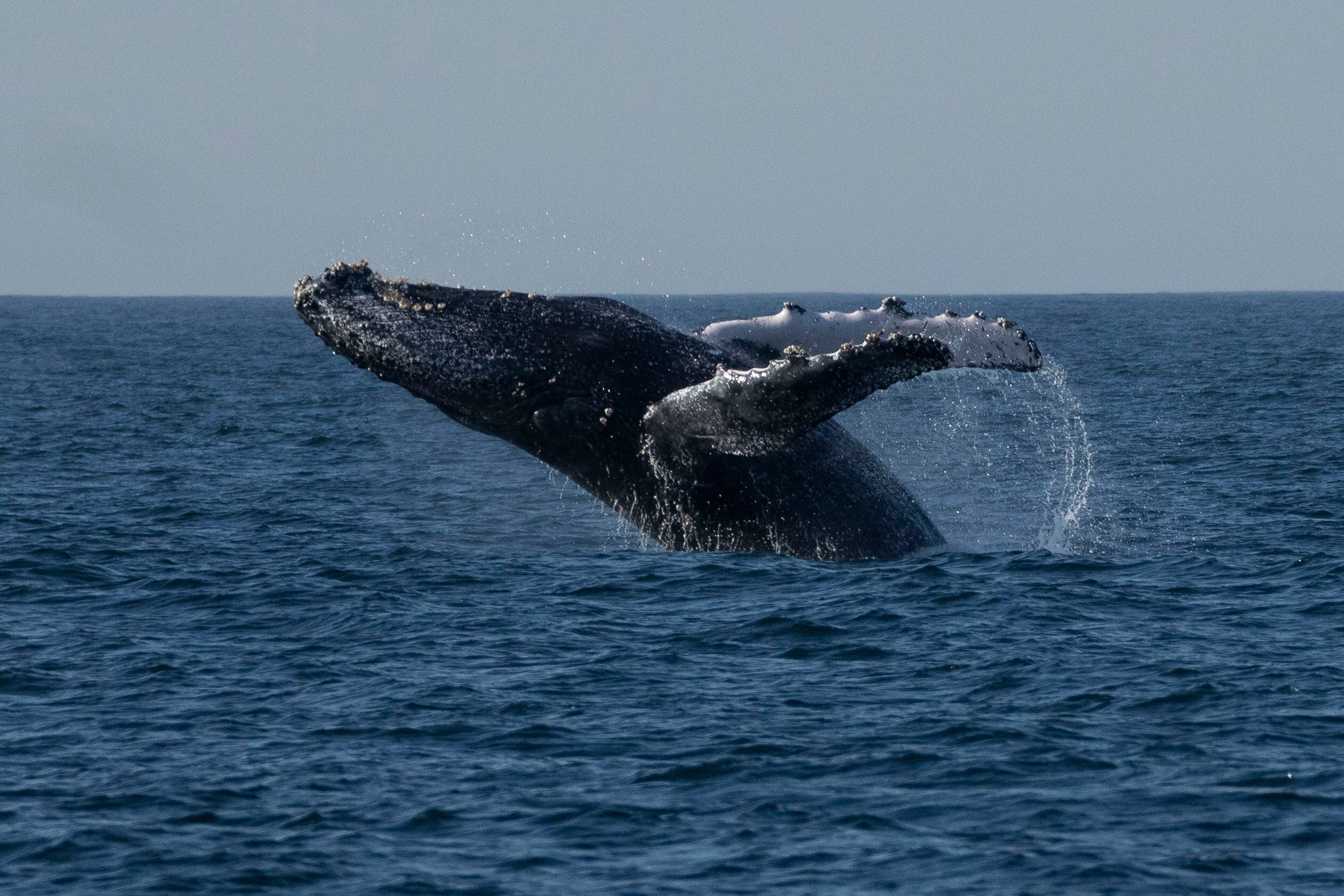 Humpback Whale Thrills Boaters in Piscataqua River Near Portsmouth and New Castle