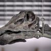 LA Museum Reveals Gnatalie, the Only Known Green-Boned Dinosaur