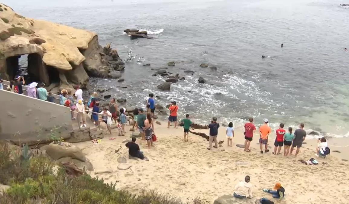 La Jolla Cove Advocates Push for Balance in Sea Lion Protection and Beach Access