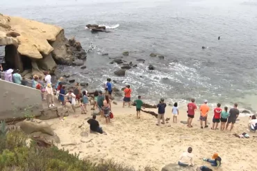 La Jolla Cove Advocates Push for Balance in Sea Lion Protection and Beach Access