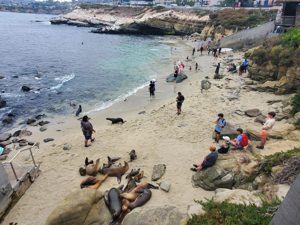 La Jolla Cove Advocates Push for Balance in Sea Lion Protection and Beach Access