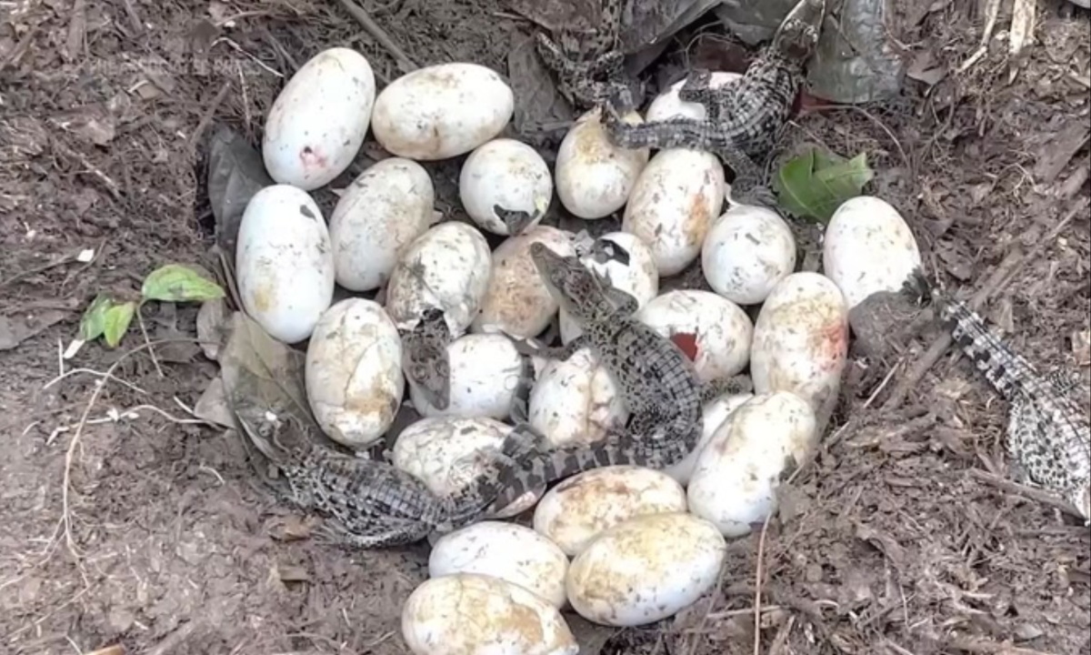 Largest Discovery of Siamese Crocodile Eggs in 20 Years Sparks Conservation Optimism in Cambodia