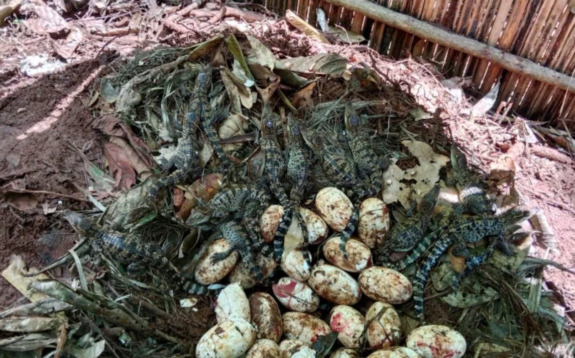 Largest Discovery of Siamese Crocodile Eggs in 20 Years Sparks Conservation Optimism in Cambodia