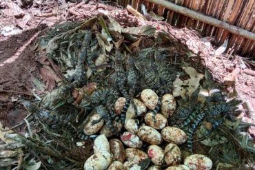 Largest Discovery of Siamese Crocodile Eggs in 20 Years Sparks Conservation Optimism in Cambodia