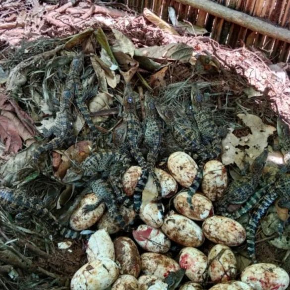 Largest Discovery of Siamese Crocodile Eggs in 20 Years Sparks Conservation Optimism in Cambodia