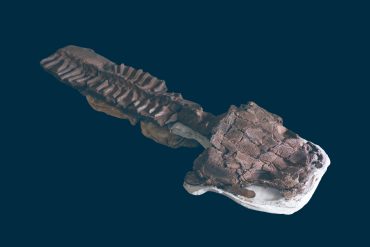 New Fossil Discovery in Namibia Redefines Early Vertebrate Evolution with Gaiasia jennyae