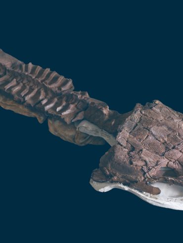 New Fossil Discovery in Namibia Redefines Early Vertebrate Evolution with Gaiasia jennyae