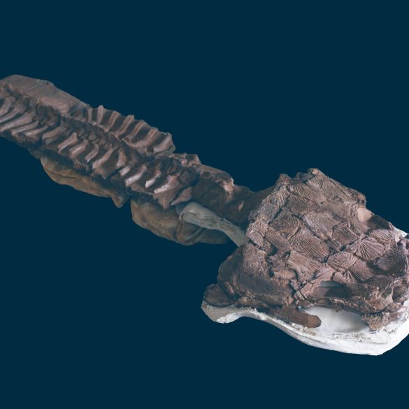 New Fossil Discovery in Namibia Redefines Early Vertebrate Evolution with Gaiasia jennyae