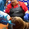 Orphaned Walrus Calf Rescued Near Alaska's Utqiagvik Receives Care at SeaLife Center