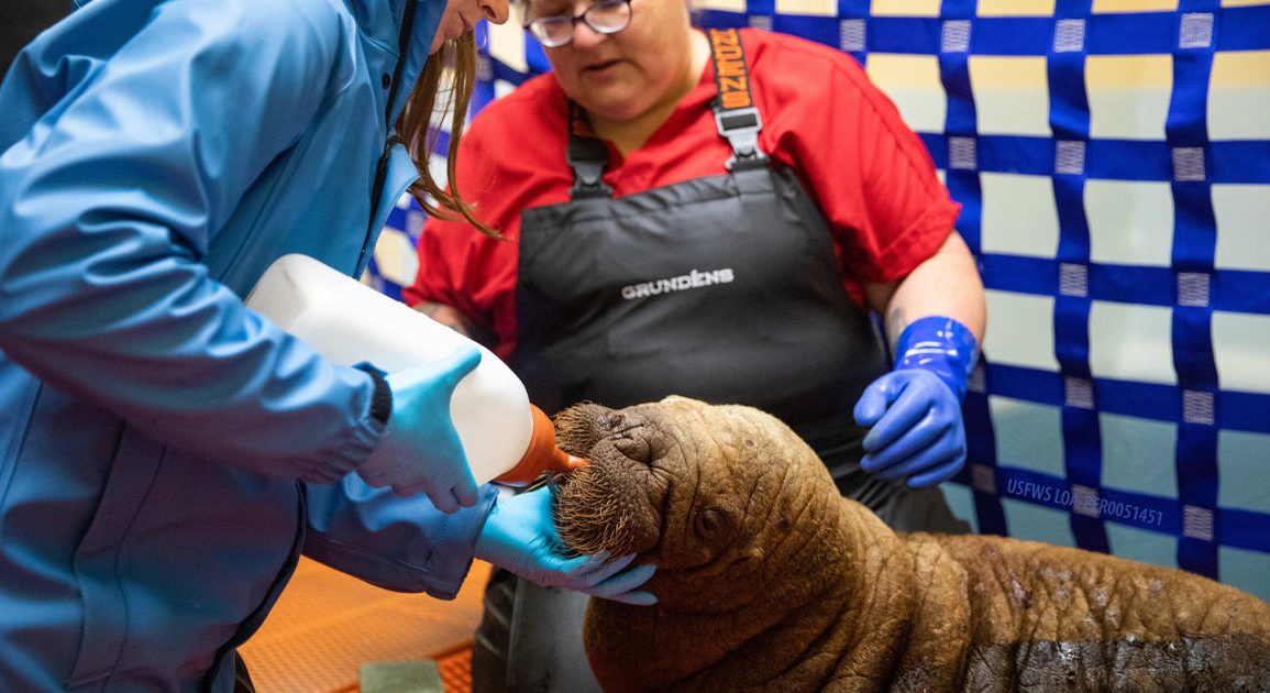 Orphaned Walrus Calf Rescued Near Alaska's Utqiagvik Receives Care at SeaLife Center