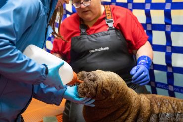 Orphaned Walrus Calf Rescued Near Alaska's Utqiagvik Receives Care at SeaLife Center