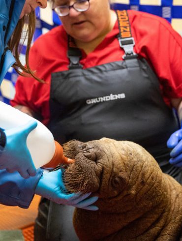 Orphaned Walrus Calf Rescued Near Alaska's Utqiagvik Receives Care at SeaLife Center