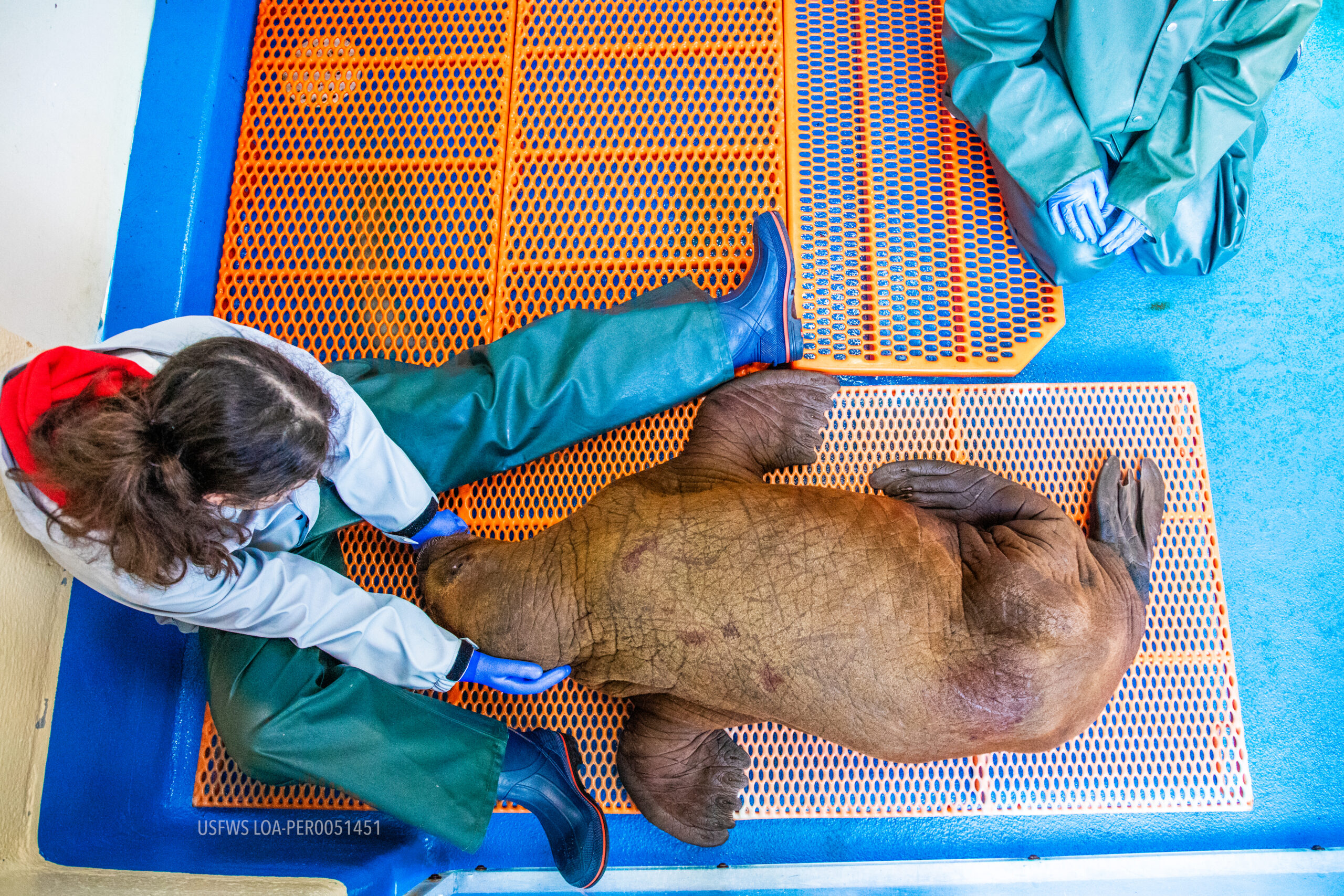 Orphaned Walrus Calf Rescued Near Alaska's Utqiagvik Receives Care at SeaLife Center