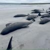 Pilot Whales Stranded on Sanday Island 65 Dead and 12 Euthanized Due to Severe Trauma