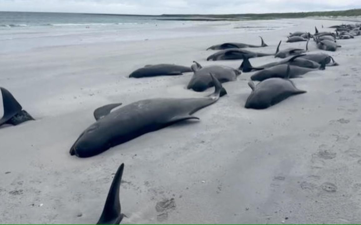 Pilot Whales Stranded on Sanday Island 65 Dead and 12 Euthanized Due to Severe Trauma