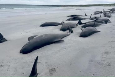 Pilot Whales Stranded on Sanday Island 65 Dead and 12 Euthanized Due to Severe Trauma