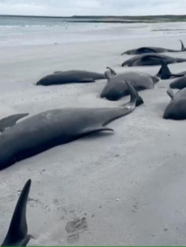 Pilot Whales Stranded on Sanday Island 65 Dead and 12 Euthanized Due to Severe Trauma