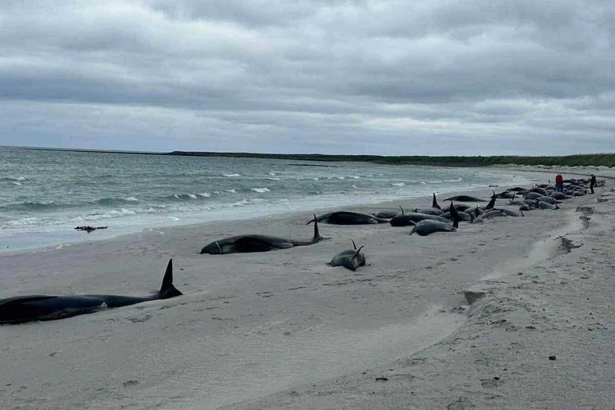 Pilot Whales Stranded on Sanday Island 65 Dead and 12 Euthanized Due to Severe Trauma