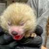 Potter Park Zoo Welcomes Endangered Red Panda Cub, Birthed by Mother Maliha