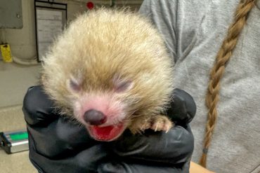 Potter Park Zoo Welcomes Endangered Red Panda Cub, Birthed by Mother Maliha