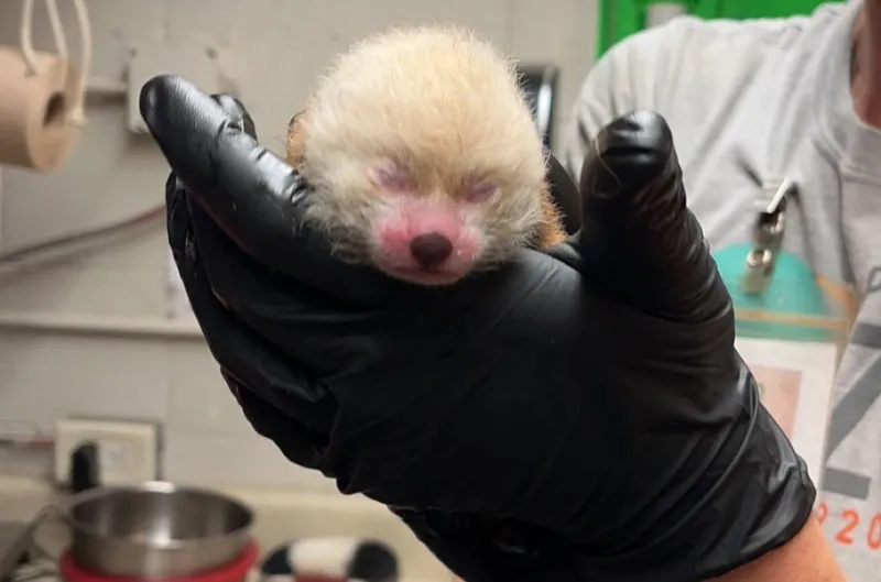 Potter Park Zoo Welcomes Endangered Red Panda Cub, Birthed by Mother Maliha