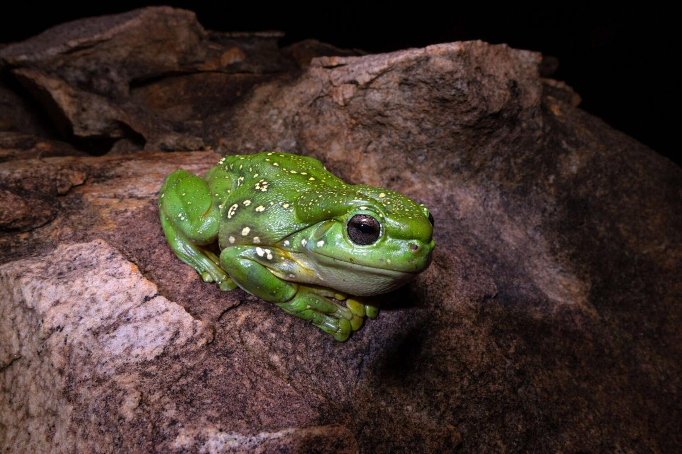 Rare Blue Magnificent Tree Frog Discovered in Australia's Kimberley Region