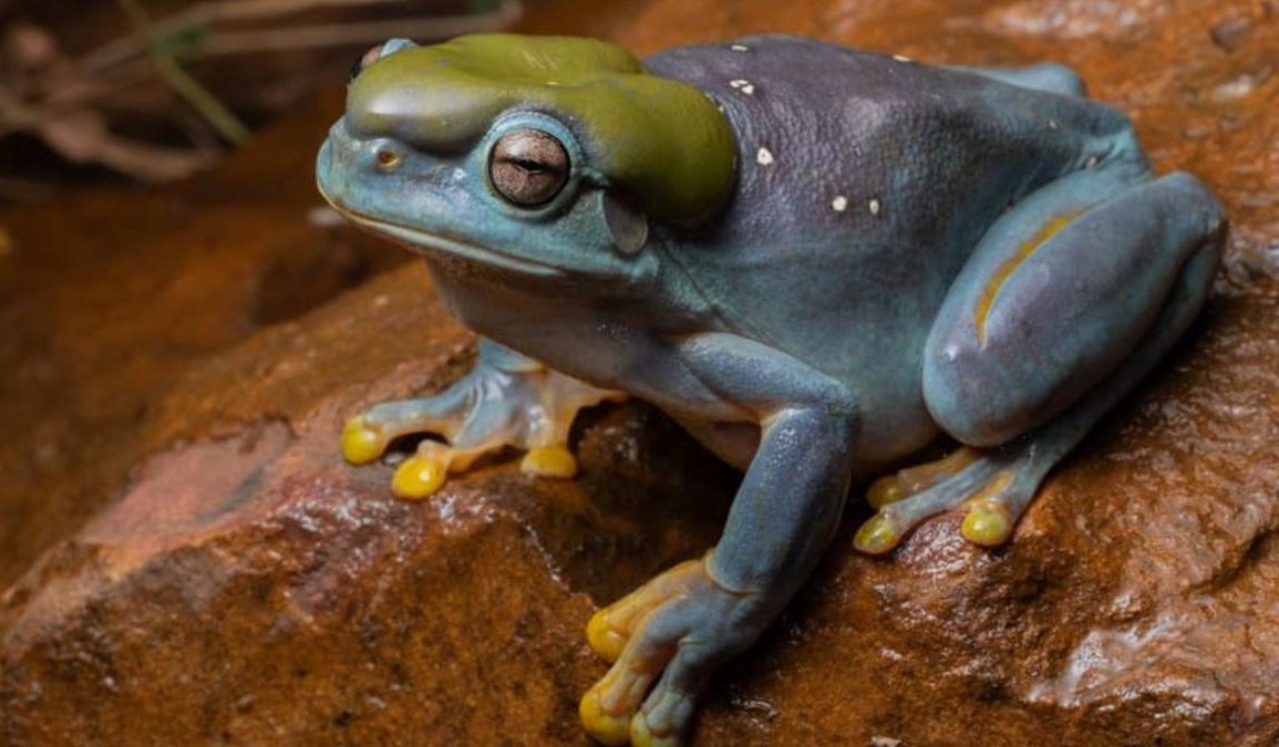 Rare Blue Magnificent Tree Frog Discovered in Australia's Kimberley Region