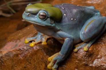 Rare Blue Magnificent Tree Frog Discovered in Australia's Kimberley Region