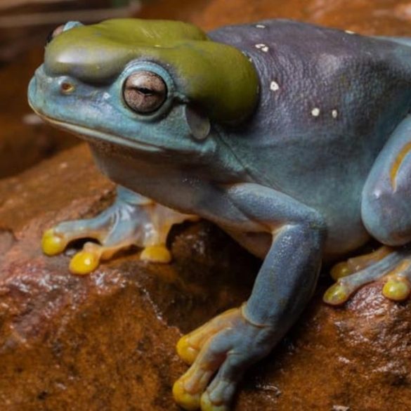 Rare Blue Magnificent Tree Frog Discovered in Australia's Kimberley Region