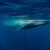 Rare Double Sighting of Giant Blue Whale Thrills Off Massachusetts Coast